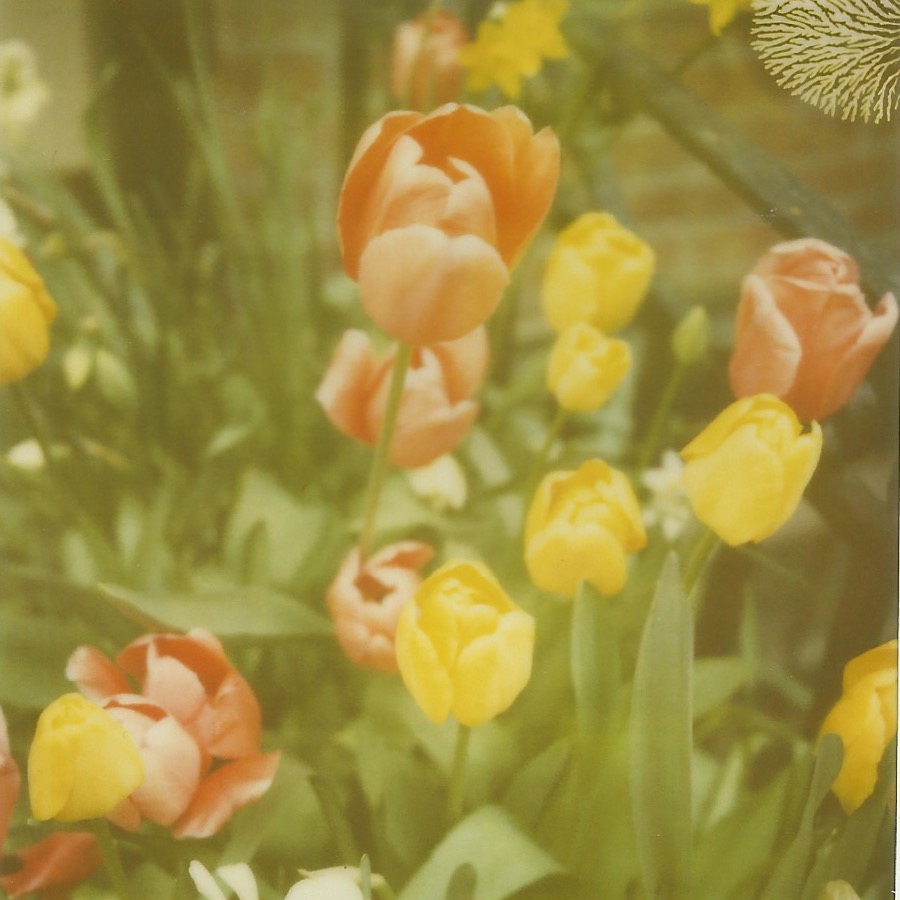 west village new york, new york april 11, 2012 legacy polaroid