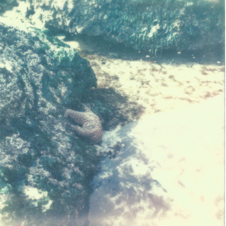 tide pool & starfish cannon beach, or march 23, 2014 impossible project (px600)