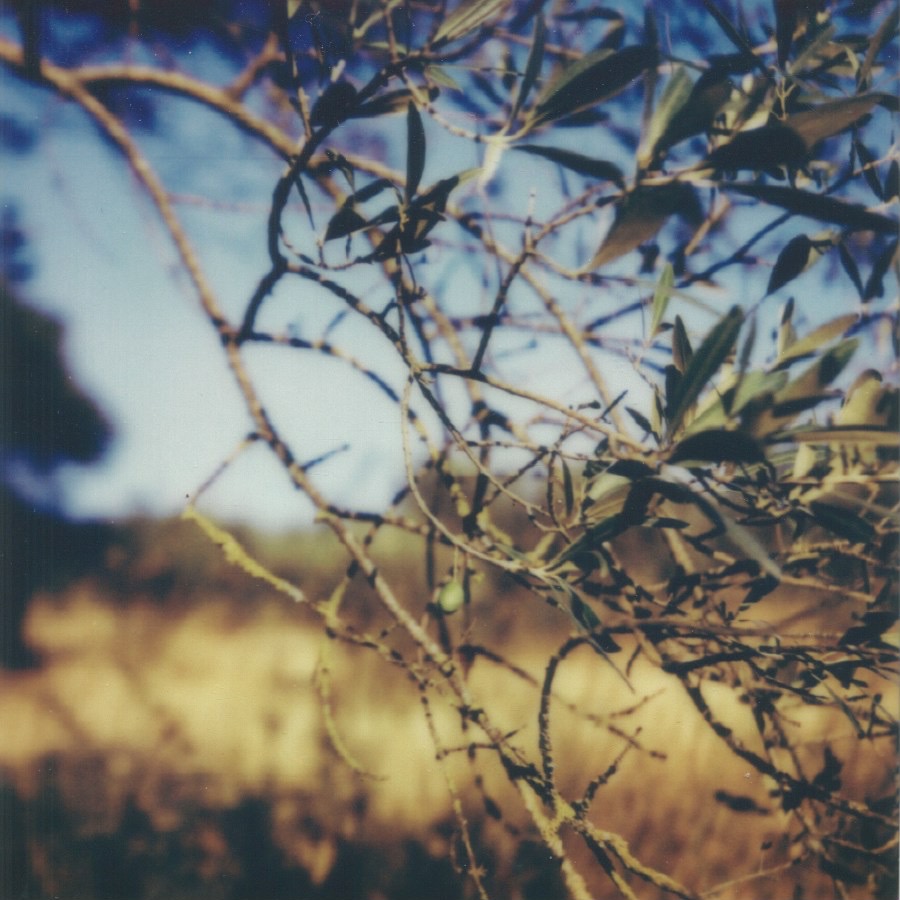 olive grove  spoleto, italy august 9, 2024 polaroid