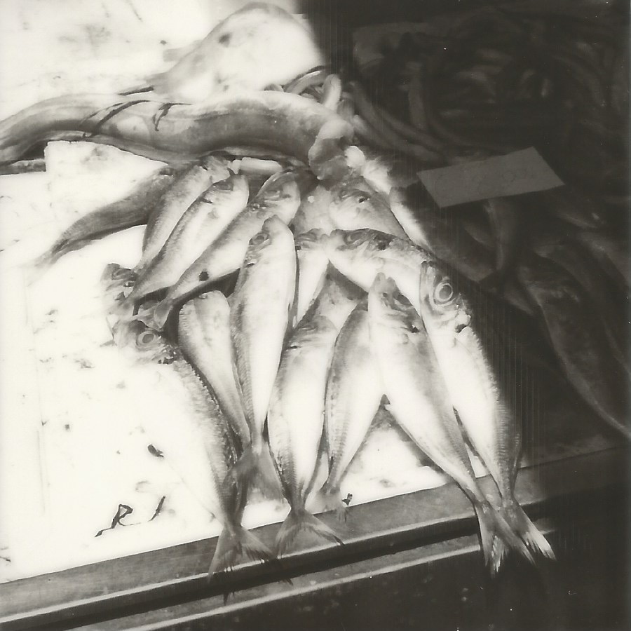 pescheria di catania catania, italy april 16, 2026 polaroid