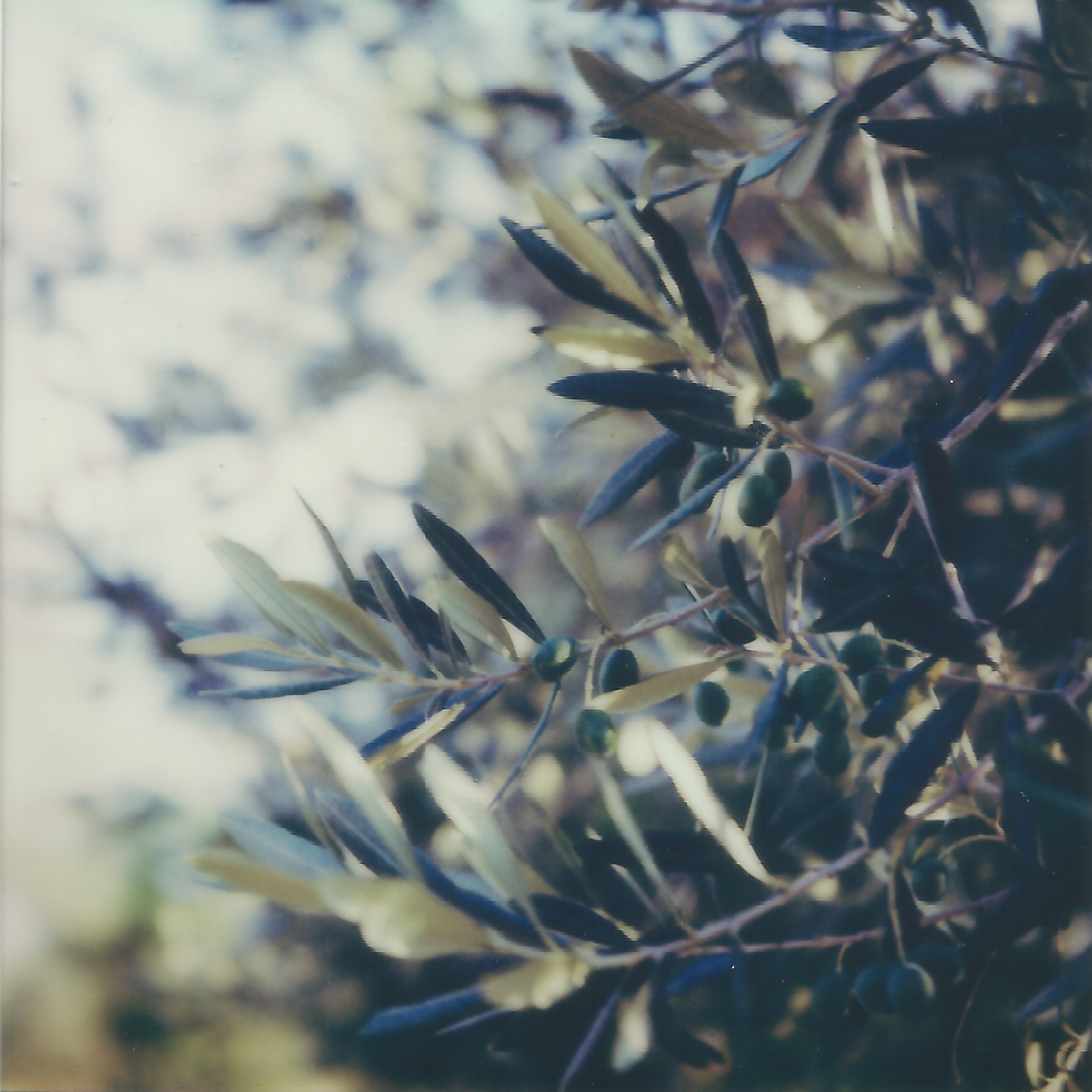 olive grove spoleto, italy august 8, 2024 polaroid