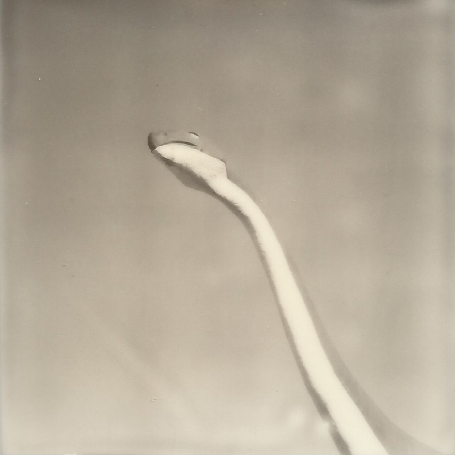 dinosaur park rapid city, south dakota september 4, 2020 polaroid