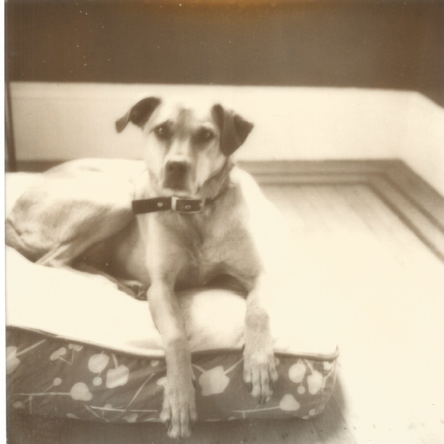 today should have been bean day no. 9 boston, massachusetts  april 8, 2019 polaroid
